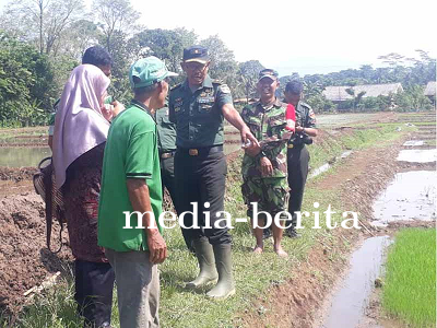 Pantau Pertumbuhan Benih Padi di Tanah Demplot Kodim 0704 Banjarnegara