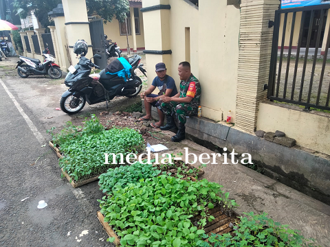 Babinsa Sambangi Pedagang Bibit Cabe 