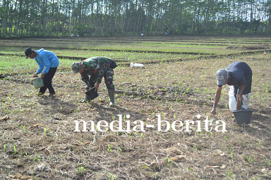 Pemupukan Pertama Demplot Kodim 0704 Banjarnegara