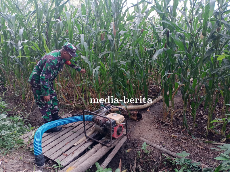Anggota Kodim 0712 Tegal Rawat Tanaman Jagung Di Lahan Demplot Ketahanan Pangan Kodim Tegal