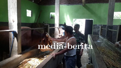 Cegah PMK Babinsa Pengecekan Hewan Ternak Warga Binaan 