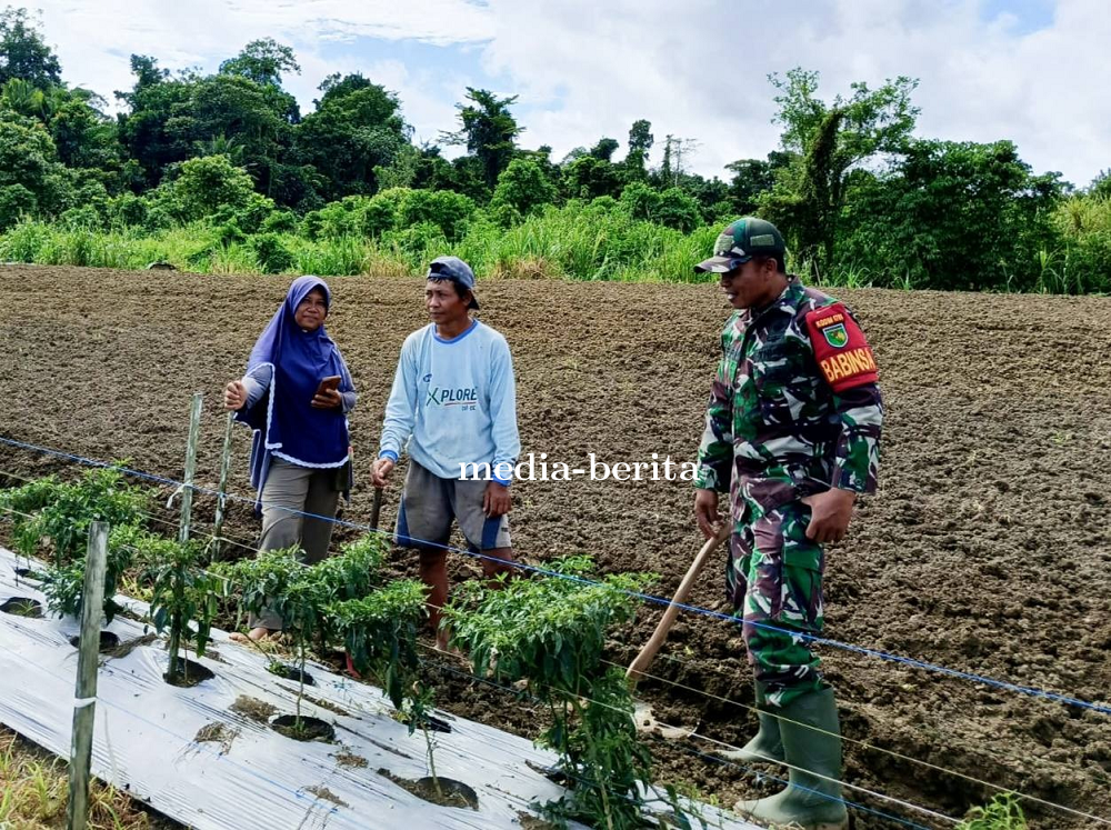 Babinsa Skanto Turun ke Ladang Bantu Petani Buat Bedengan