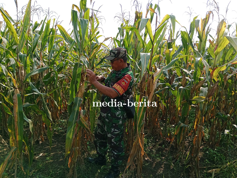 Demplot Jagung Kodim 0712 Tegal Di Karanganyar Sudah Bertongkol