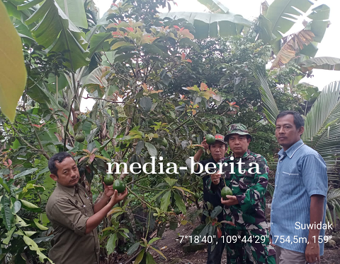 November Ternyata Musim Alpukat Sancha Jarang Ada Yang Tahu