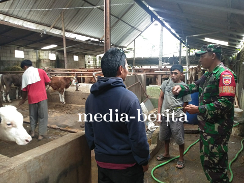 Babinsa Melaksanakan Sosialisasi dan Edukasi kepada Peternak Sapi 