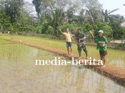 Babinsa Bersama Kelompok Tani Tiga Serangkai Lakukan Pemupukan Pertama di Demplot Kodim 0704 Banjarn