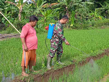 Babinsa dan Kelompok Tani Tiga Serangkai Lakukan Penyemprotan Tanaman Padi untuk Menjaga Kualitas da