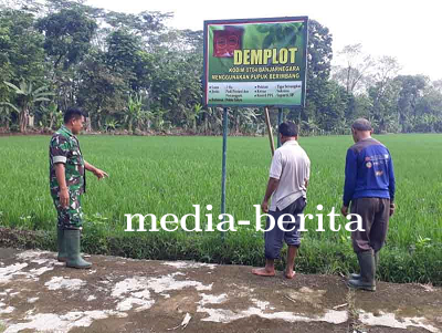 Program Ketahanan Pangan Babinsa Pemantauan Tanaman Padi Di Demplot Kodim 0704 Banjarnegara