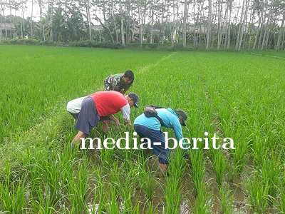 Pembersihan Gulma di Demplot Kodim 0704 Untuk Meningkatkan Kualitas Tanaman Padi