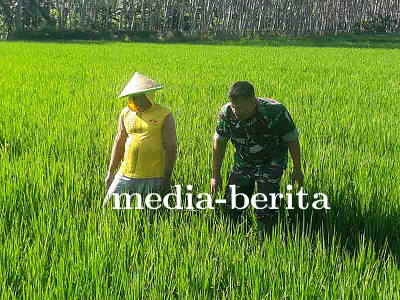 TNI AD Kodim 0704 Banjarnegara Mendampingi Petani untuk Sukseskan Program Ketahanan Pangan