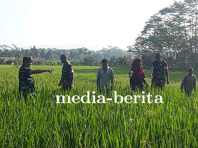 Danramil 10 Bawang Kapten Inf Sutejo dan Kelompok Tani Melakukan Pemantauan dan Pengendalian Hama