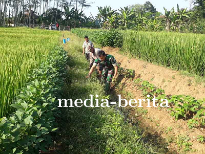 Upaya Bersama Babinsa dan Kelompok Tani dalam Membersihkan Saluran Irigasi 