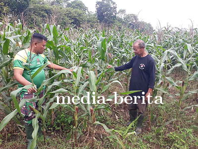 Pendampingan Pertanian Maksimalkan Hasil Panen Jagung