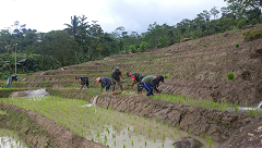 Babinsa Bersama Dengan PPL Karangkobar Melaksanakan Tanama Padi