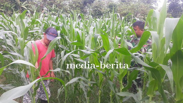 Babinsa Pemantauan Tanaman Jagung Bisi 18 Secara Langsung Di Lapangan