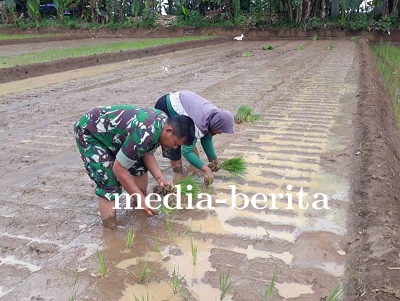 Penanaman Padi dengan Sistem Jajar Legowo di Demplot Kodim 0704 Banjarnegara
