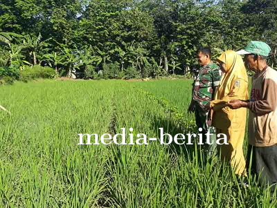 Pemantauan dan Pengendalian Penyakit Blas pada Tanaman Padi Protani di Kabupaten Banjarnegara