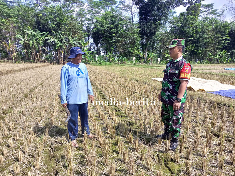 Babinsa Pendampingan Penyiapan Lahan Di Demplot Kodim 0704 Banjarnegara