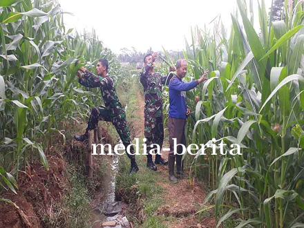 Babinsa dan Kelompok Tani Kolaborasi Sukses untuk Hasil Panen Jagung Terbaik