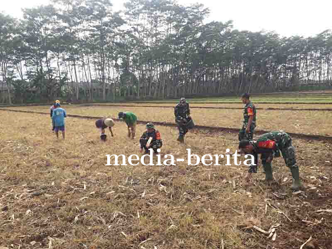 Peningkatan Produksi Babinsa dan Koordinator BPP Bersinergi Tanam Jagung