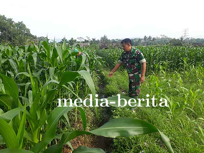 Kodim 0704 Banjarnegara Fokus pada Kesuburan Tanaman Jagung