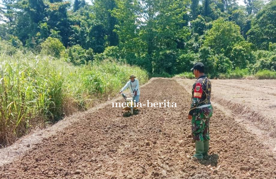 Perkuat Ketahanan Pangan di Wilayah Perbatasan, Babinsa Skanto Dampingi Petani dalam Pengolahan Laha