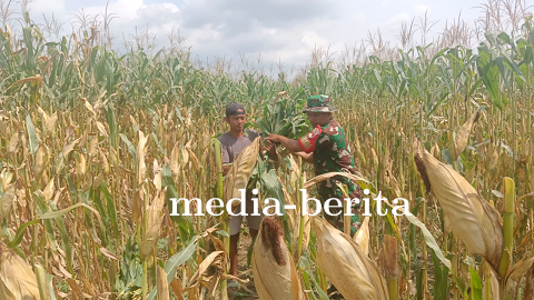 Babinsa Koramil 09 Susukan Dampingi Petani Jagung Wujudkan Ketahanan Pangan