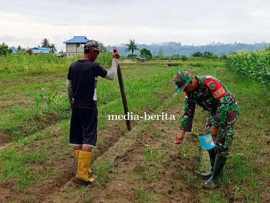 Babinsa Muara Tami Bantu Petani Tanam Jagung Dorong Kemandirian Pangan di Wilayah Perbatasan