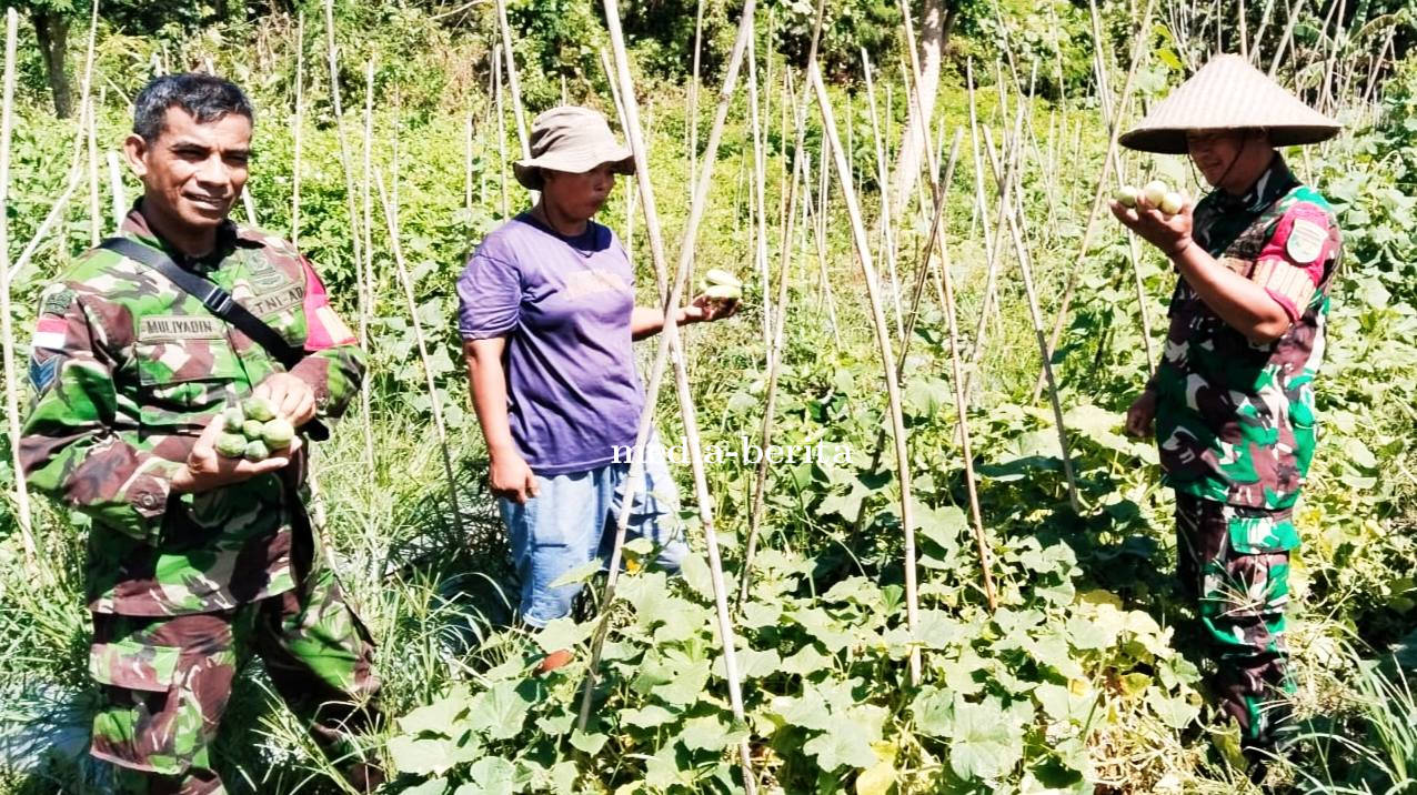 Dukung Ketahanan Pangan, Babinsa Koramil Sentani Turun ke Lahan Pertanian