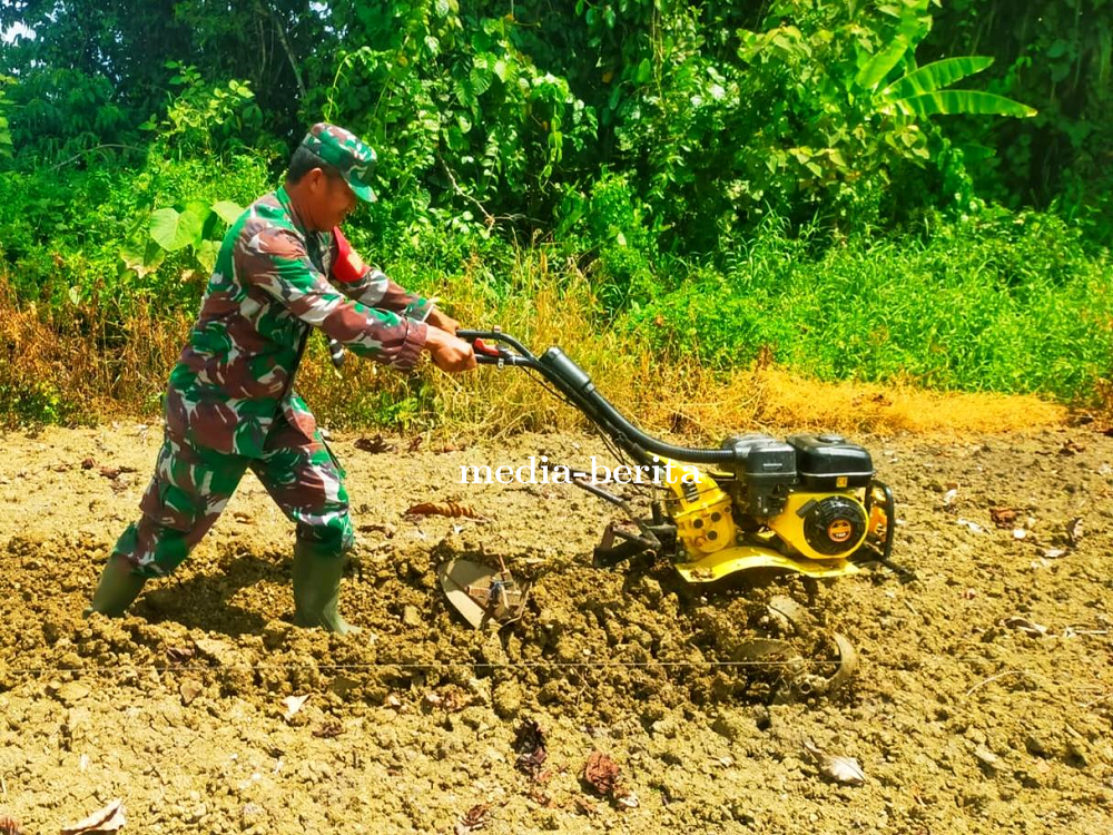 Wujudkan Swasembada Pangan, Babinsa Skanto Dampingi Petani Olah Lahan Cabe