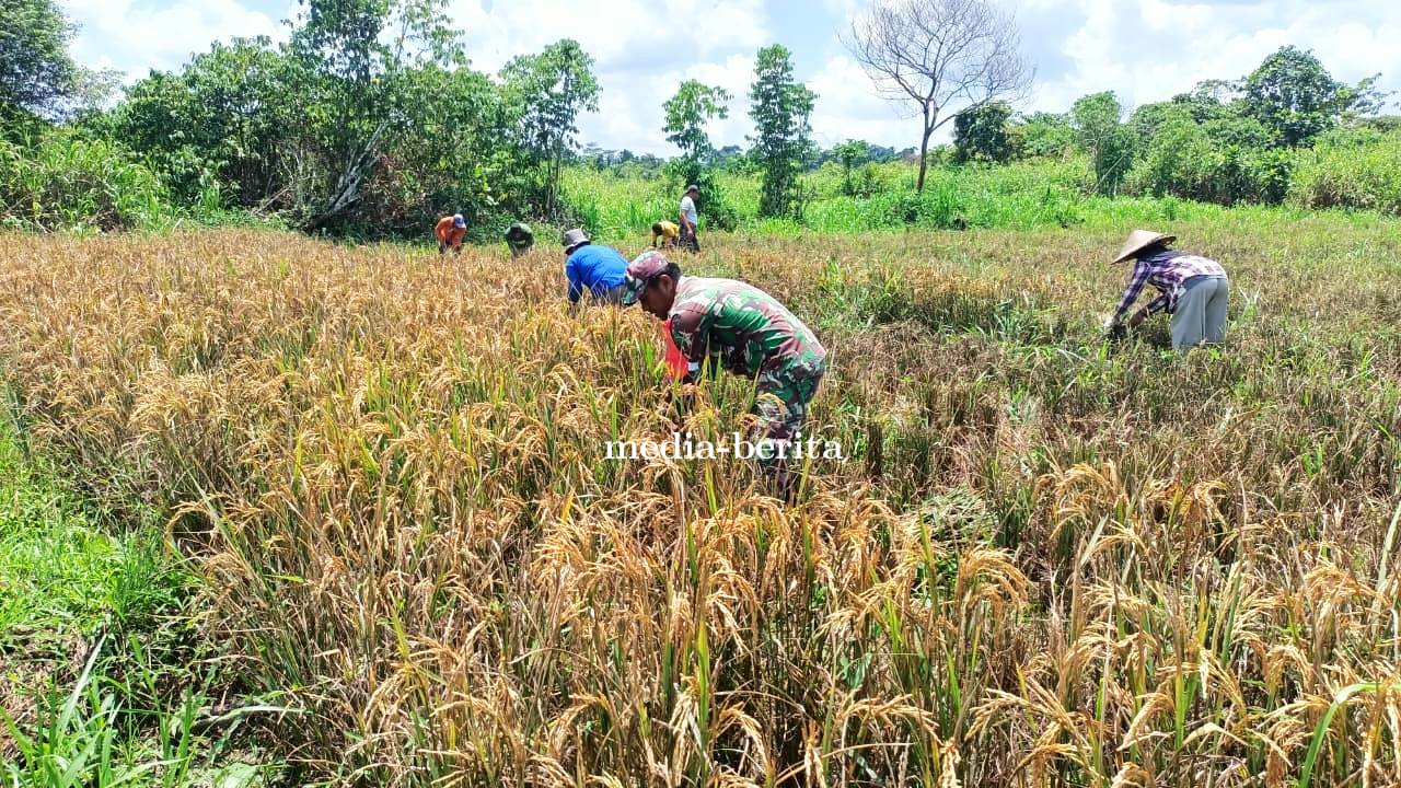 Sinergi TNI dan Petani, Babinsa Koramil Senggi Bantu Warga Panen Padi Gogo