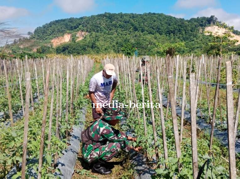 Tingkatkan Produktivitas Pertanian, Anggota Kodim 1701/Jayapura Bantu Petani Pruning Tomat