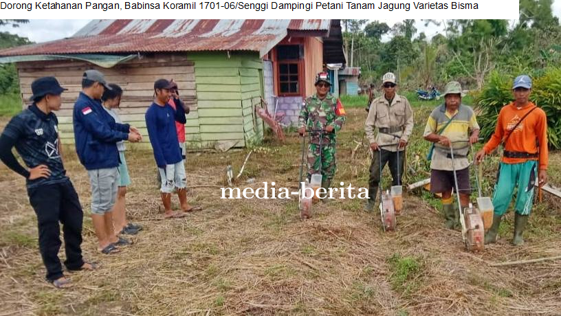 Dorong Ketahanan Pangan, Babinsa Koramil 1701-06/Senggi Dampingi Petani Tanam Jagung Varietas Bisma