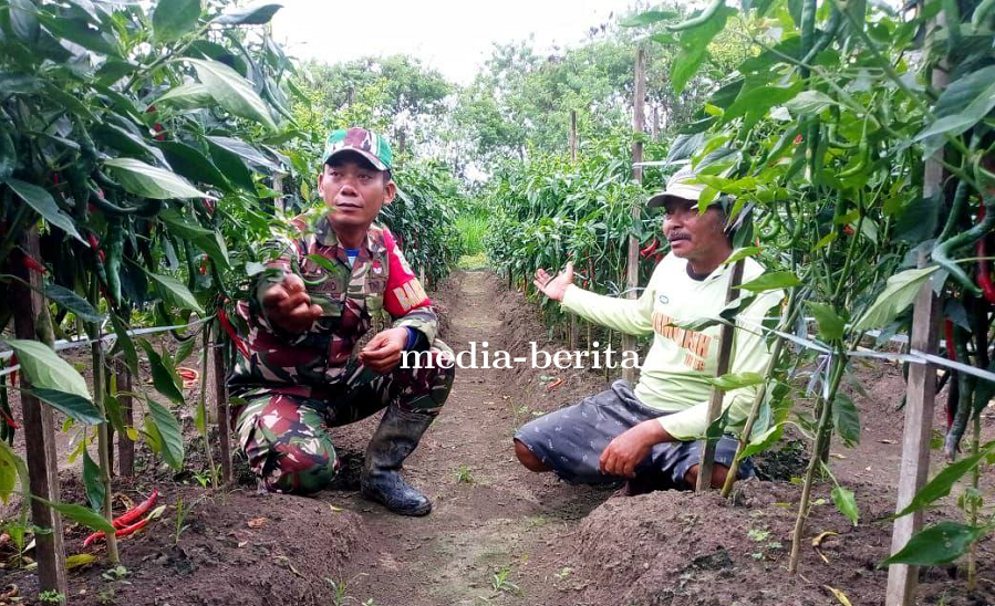 Babinsa Koramil Skanto Dampingi Petani Cabai, Wujud Nyata Dukungan TNI untuk Ketahanan Pangan di Kee