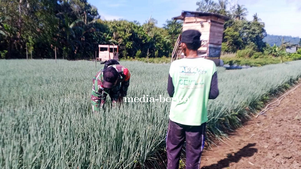 Bantu Petani Bawang, Babinsa Arso Wujudkan Kepedulian TNI AD di Perbatasan