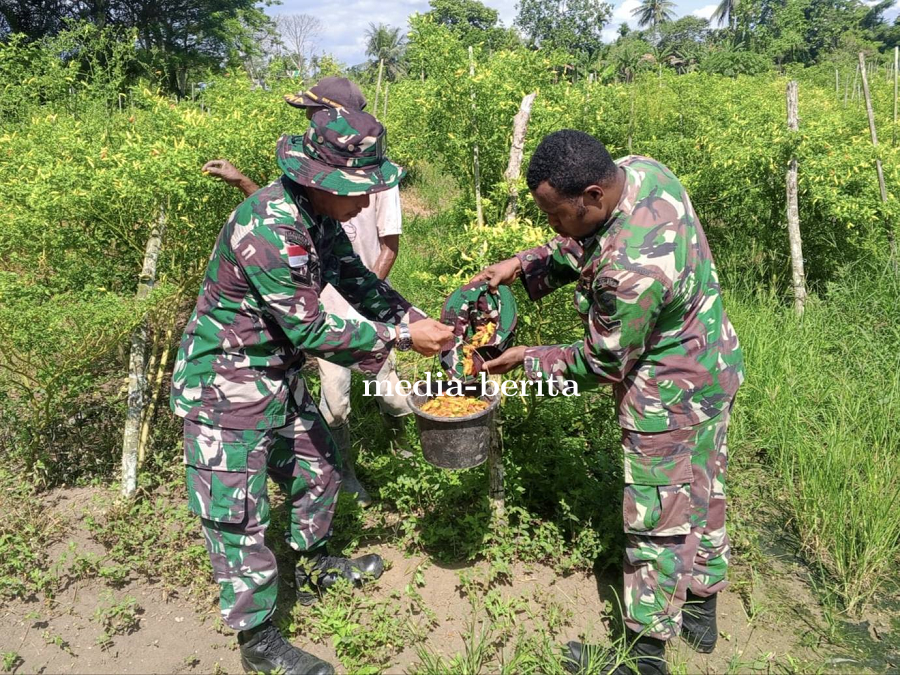 Wujud Kepedulian Terhadap Ketahanan Pangan, Babinsa Kodim 1701/Jayapura Bantu Warga Panen Cabai