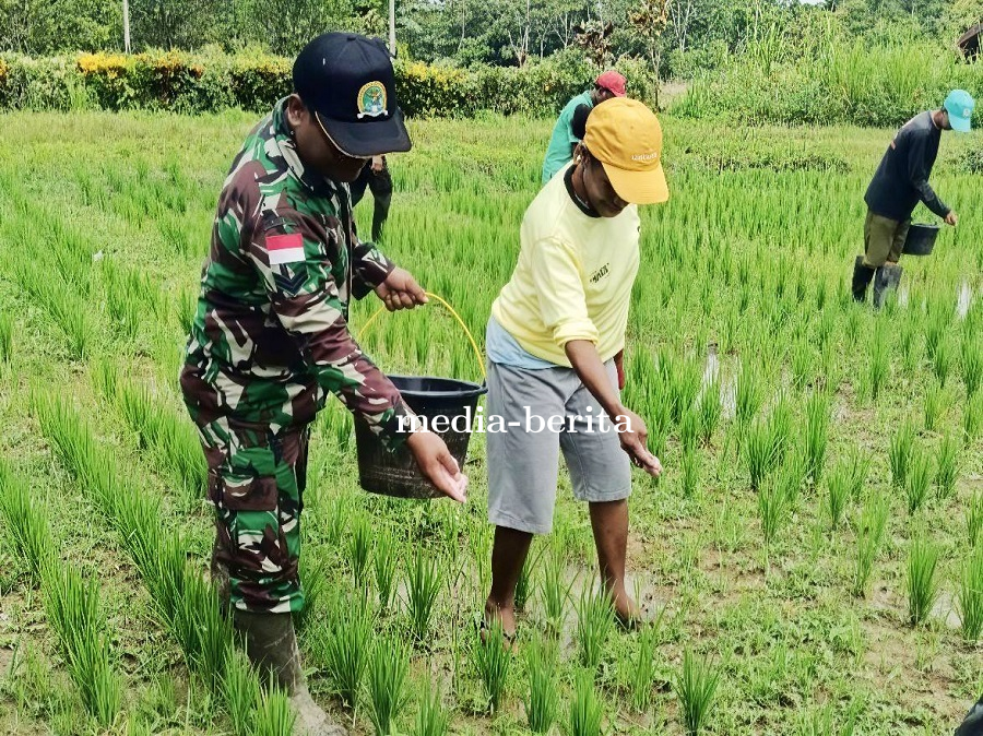 Dorong Produktivitas Padi, Babinsa Senggi Turun Langsung ke Lapangan Pastikan Pemupukan Sesuai Tekni