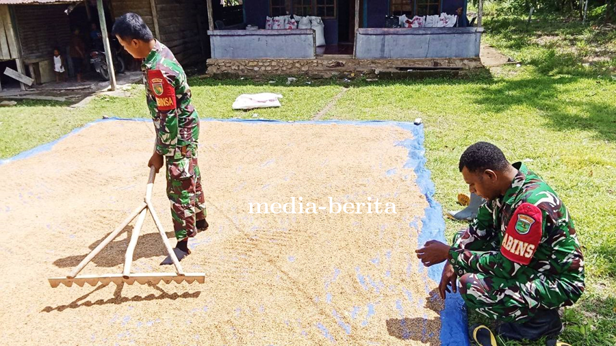 Babinsa Koramil 1701-14/Kemtuk Gresi Perkuat Ketahanan Pangan Lewat Pendampingan Pasca Panen Petani