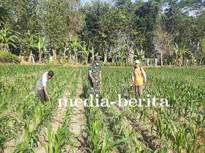 Meningkatkan Produktivitas Pertanian melalui Penyemprotan Hama pada Tanaman Jagung 