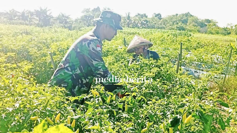 Dorong Peningkatan Ekonomi dan Ketahanan Pangan, Babinsa Koramil 1701-23/Skanto Dampingi Petani Pane