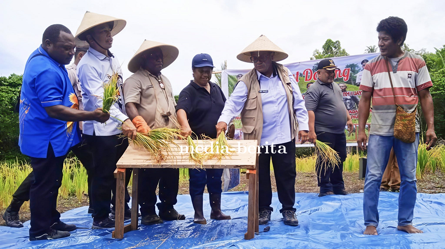 Babinsa Koramil Depapre Bersama Kelompok Tani Perkuat Ketahanan Pangan Gelar Panen Perdana Padi Lada