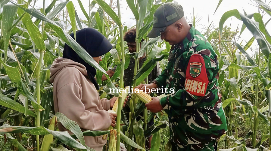 Perkuat Swasembada Pangan Babinsa Koramil 1701-23/Skanto Dampingi Panen Jagung Petani