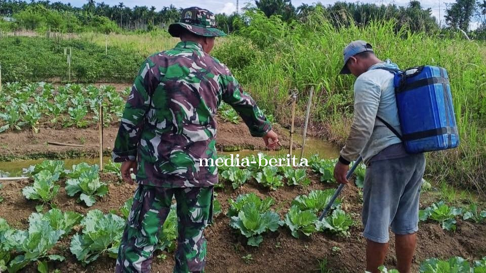 Pendampingan Intensif Babinsa untuk Warga: Dari Kebun Kol Hingga Ketahanan Pangan