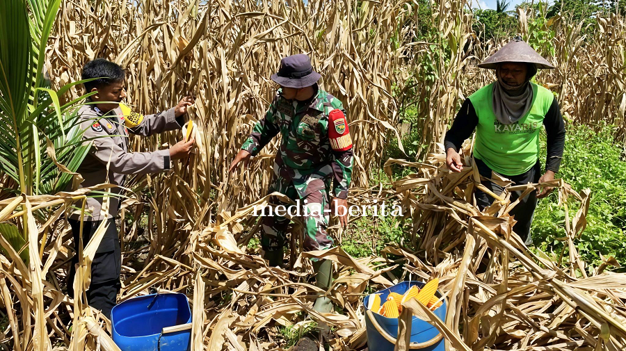 Babinsa-Bhabinkamtibmas Skanto Dampingi Petani Panen Jagung 