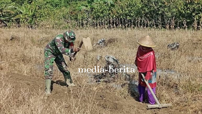Babinsa Koramil Skanto Turun ke Sawah Dampingi Pembuatan Bedengan Petani Semangka