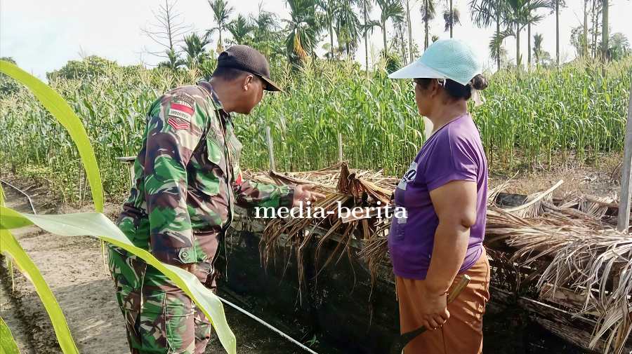 Babinsa Dampingi dan Bantu Warga Olah Lahan untuk Tanaman Cabai