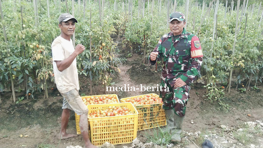 Dongkrak Ekonomi Petani, Babinsa Bantu Panen Tomat di Skanto