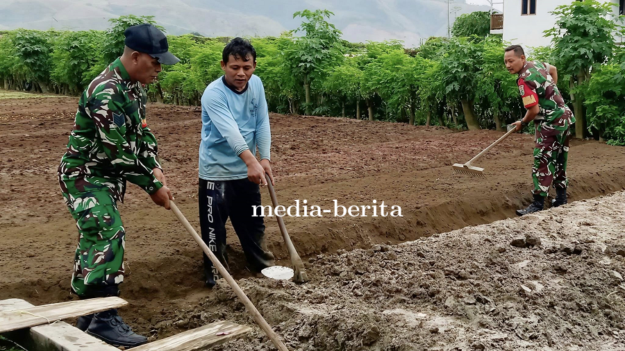 Dampingi Petani Sayur, Babinsa Sentani Dorong Ketahanan Pangan Lokal