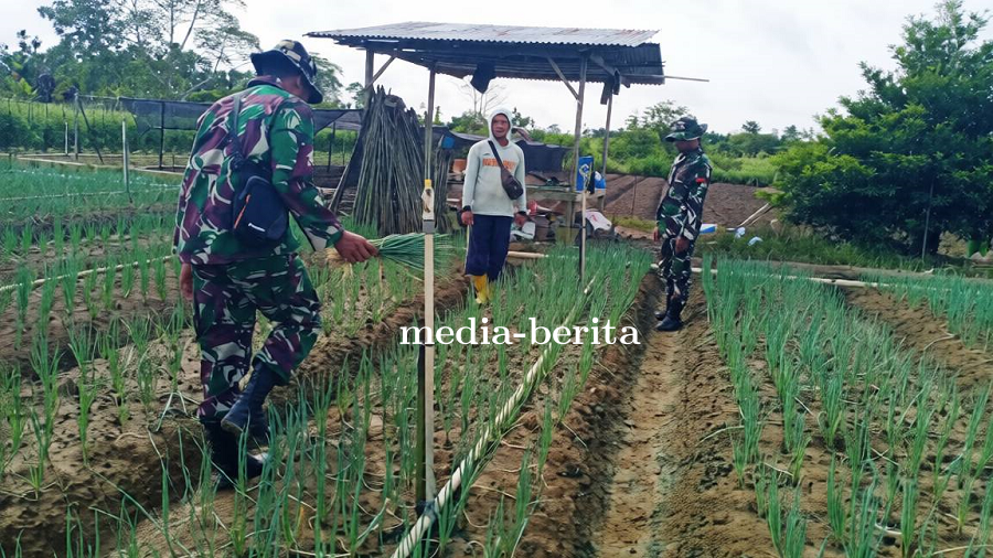 Dongkrak Produktivitas Petani Daun Bawang, Babinsa Berikan Pendampingan