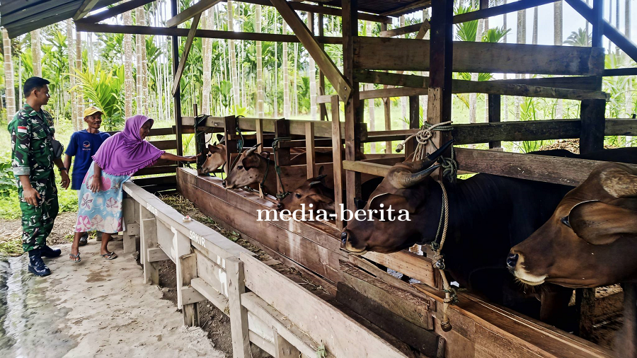 Dorong Usaha Berkelanjutan, Babinsa Bantu Tingkatkan Produktivitas Peternak Sapi